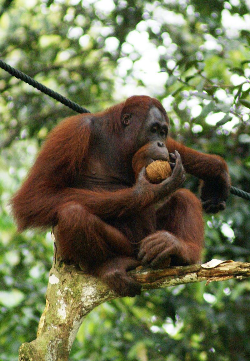 Urangutan din Borneo. Autor Eleifert, sursă Wikipedia.