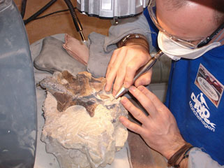Pregătirea de oseminte fosilizate pentru Europasaurus holgeri. Sursă şi autor Nils Knötschke, 2006, Wikipedia.