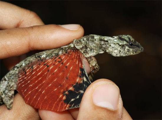 S-a descoperit un dragon mic în Indonezia