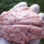 Vom putea să alimentăm direct creierul cu informaţii?