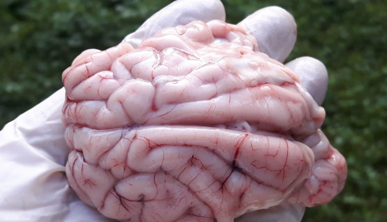 Gehirn_eines_Rehbocks_-_brain_of_a_roebuck